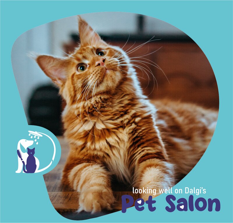 Dalgi Vet - Cabinet Veterinar, Pet Hotel