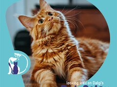 Dalgi Vet - Cabinet Veterinar, Pet Hotel