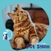 Dalgi Vet - Cabinet Veterinar, Pet Hotel